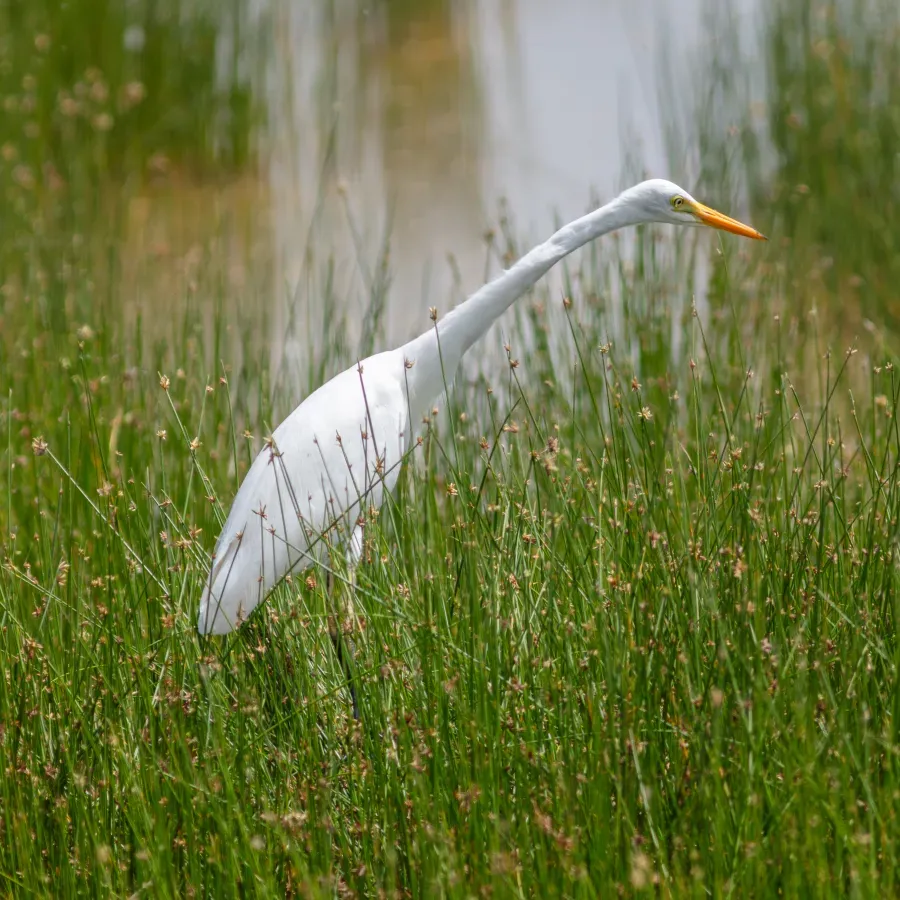 File:Garceta piquicorta (Ardea brachyrhyncha), parque nacional de Amboseli, Kenia, 2024-05-22, DD 24.jpg