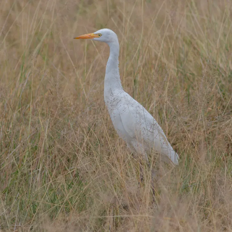 File:Garceta piquicorta (Ardea brachyrhyncha), parque nacional de Amboseli, Kenia, 2024-05-22, DD 85.jpg