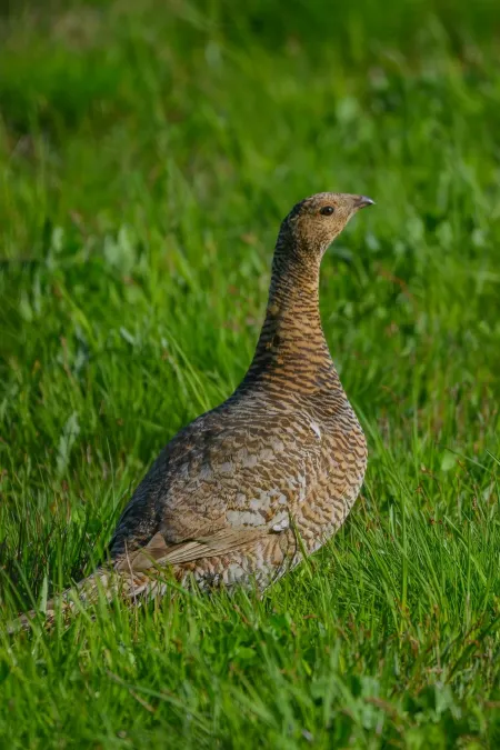 File:Tetrao urogalloides kamtschaticus 209713936.jpg