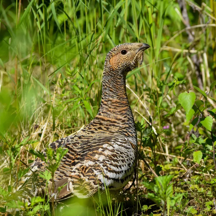 File:Tetrao urogalloides kamtschaticus 139103990.jpg