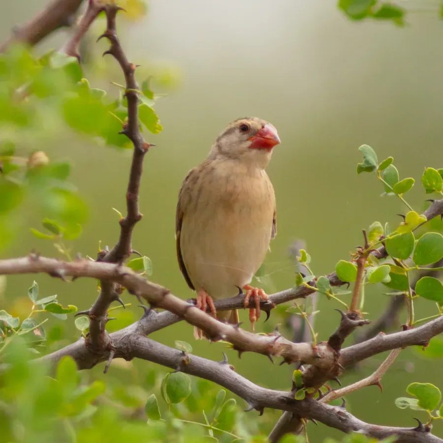 File:Quelea común (Quelea quelea), parque nacional de Amboseli, Kenia, 2024-05-22, DD 14.jpg