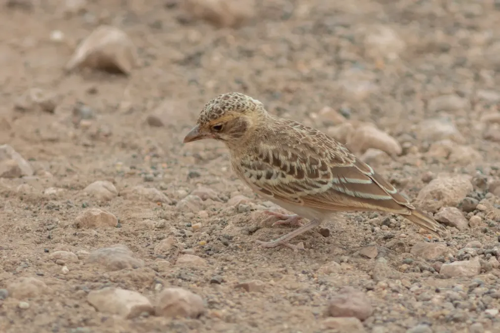 File:Terrera cariblanca (Eremopterix leucopareia), parque nacional de Amboseli, Kenia, 2024-05-22, DD 55.jpg