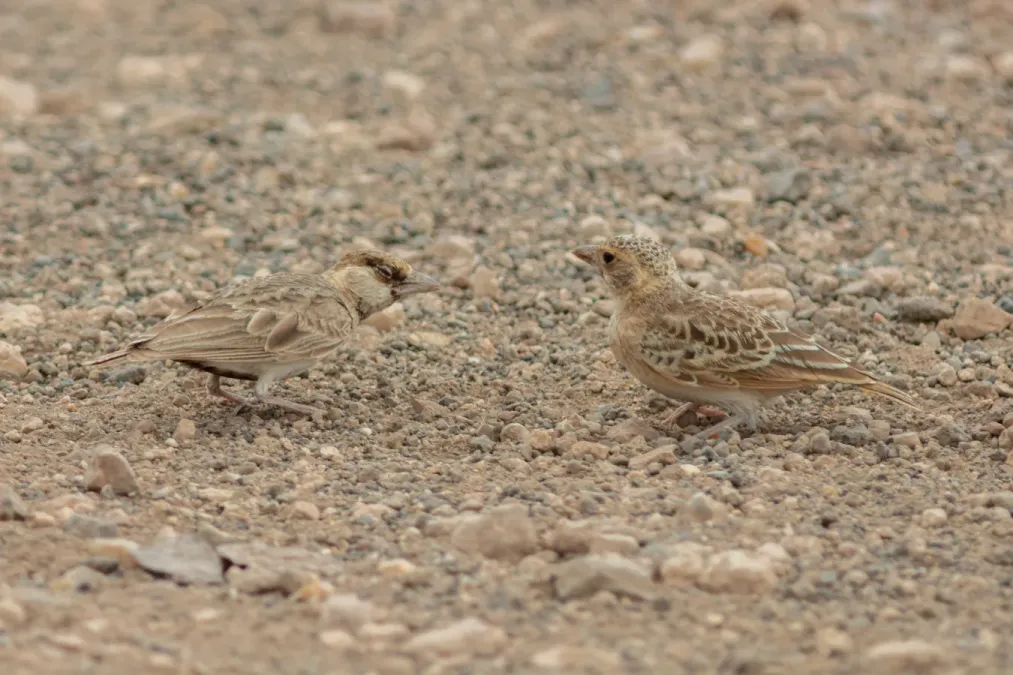 File:Terreras cariblancas (Eremopterix leucopareia), parque nacional de Amboseli, Kenia, 2024-05-22, DD 52.jpg