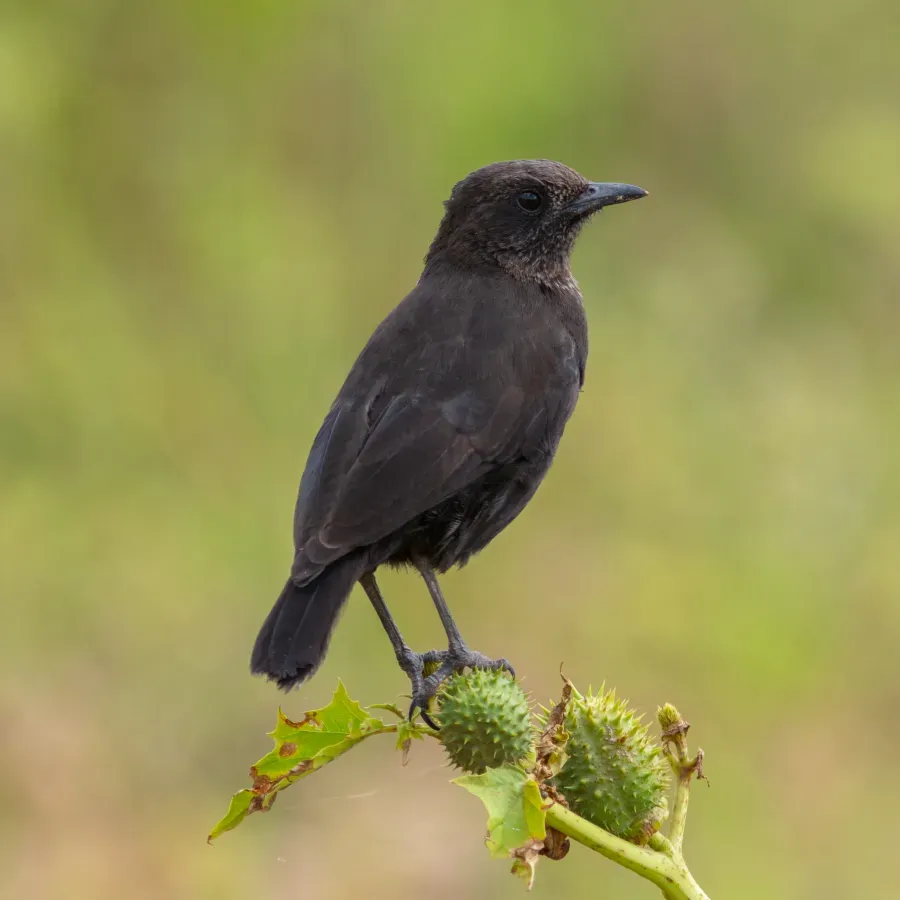 File:Zorzal hormiguero septentrional (Myrmecocichla aethiops), reserva natural Masái Mara, Kenia, 2024-05-20, DD 103.jpg