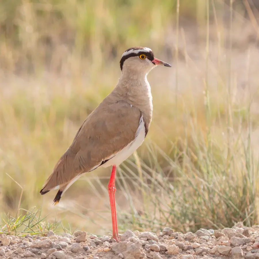 File:Avefría coronada (Vanellus coronatus), parque nacional de Amboseli, Kenia, 2024-05-23, DD 15.jpg