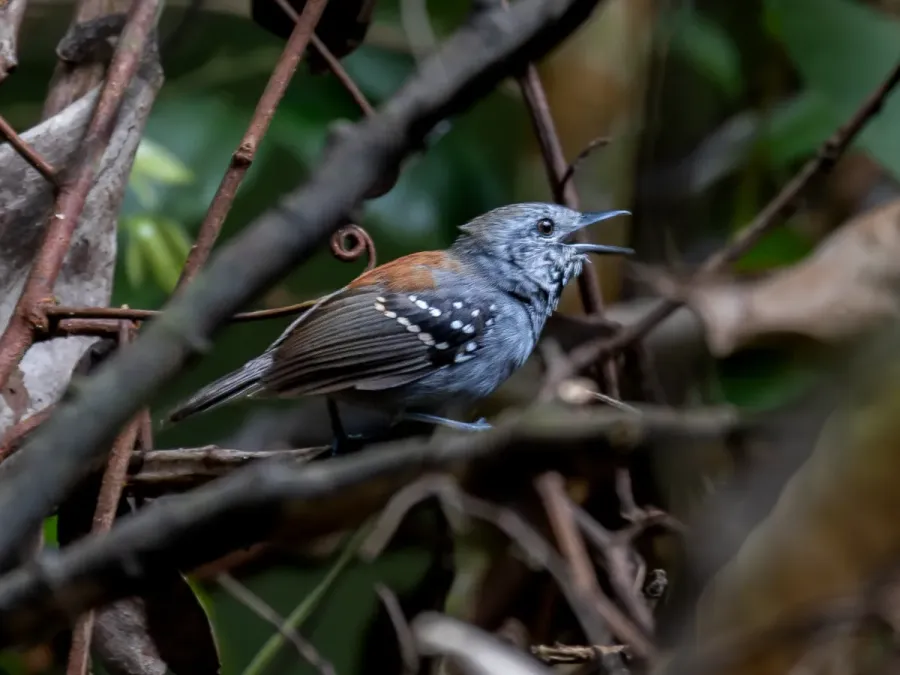 File:Epinecrophylla haematonota Rufous-backed Stipplethroat (male); Atalaia do Norte, Amazonas, Brazil (cropped).jpg