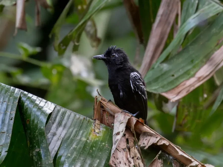 File:Thamnophilus cryptoleucus Castelnau's Antshrike (male); Benjamin Constant, Amazonas, Brazil.jpg