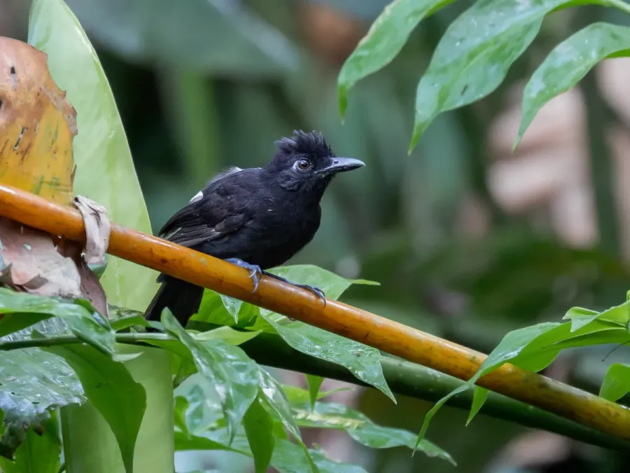 File:Thamnophilus cryptoleucus Castelnau's Antshrike (female); Benjamin Constant, Amazonas, Brazil.jpg