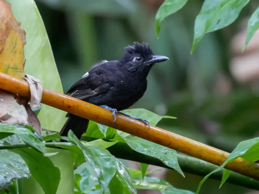 File:Thamnophilus cryptoleucus Castelnau's Antshrike (female); Benjamin Constant, Amazonas, Brazil (cropped).jpg