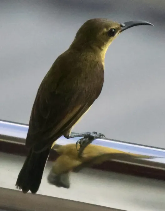 File:Cinnyris jugularis (Brunei) 08.jpg