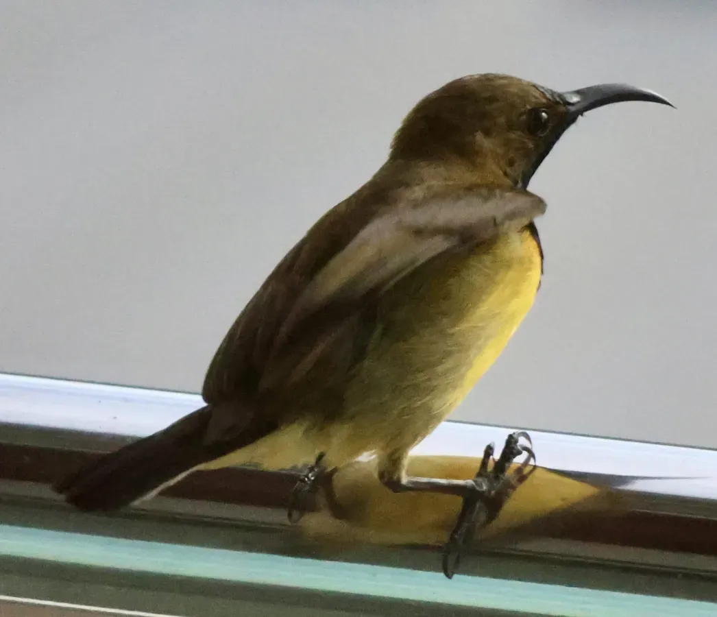 File:Cinnyris jugularis (Brunei) 07.jpg