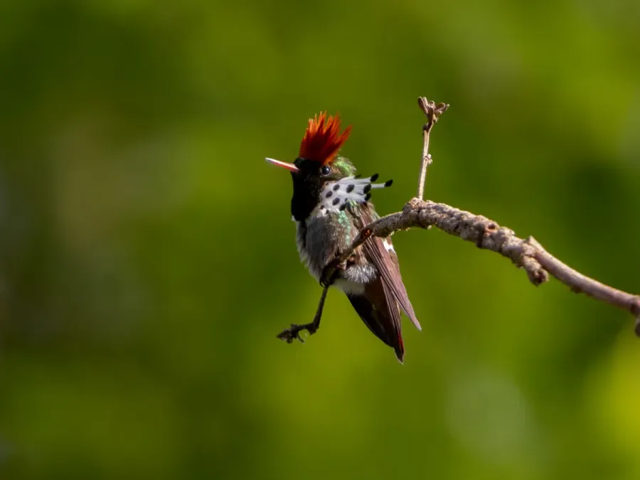 File:Lophornis gouldii Dot-eared Coquette (male), Santa Barbara do Pará, Pará, Brazil.jpg