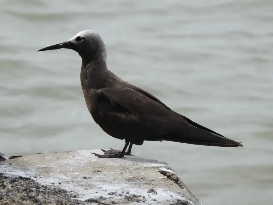 File:Lesser Noddy Anous tenuirostris 01.jpg