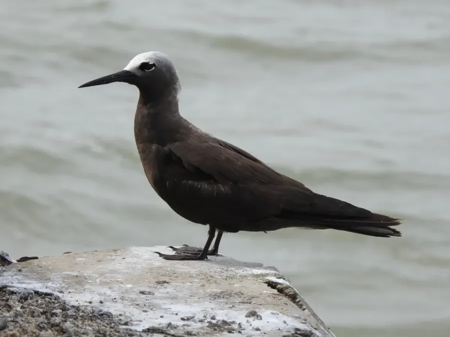 File:Lesser Noddy Anous tenuirostris 03.jpg