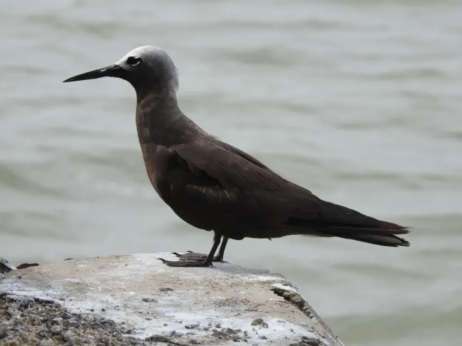 File:Lesser Noddy Anous tenuirostris 04.jpg