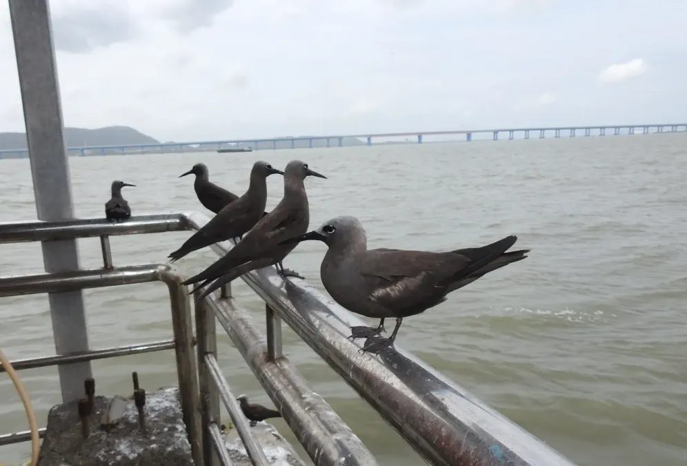 File:Lesser Noddy Anous tenuirostris 05.jpg