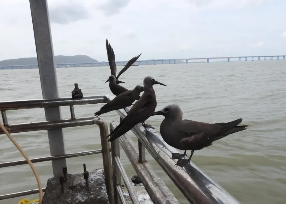 File:Lesser Noddy Anous tenuirostris 07.jpg