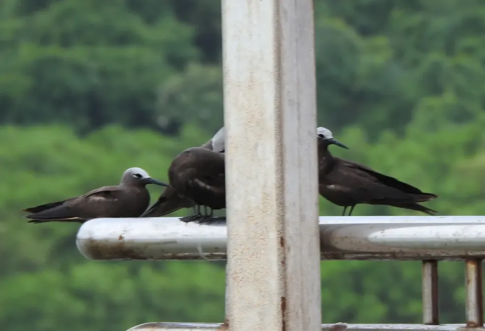 File:Lesser Noddy Anous tenuirostris 08.jpg