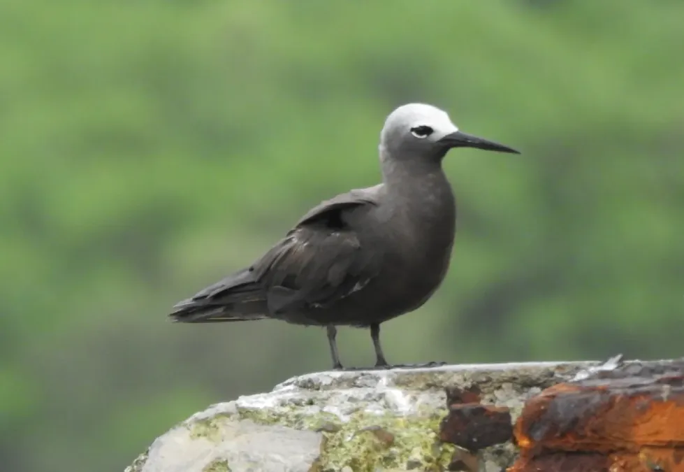 File:Lesser Noddy Anous tenuirostris 09.jpg