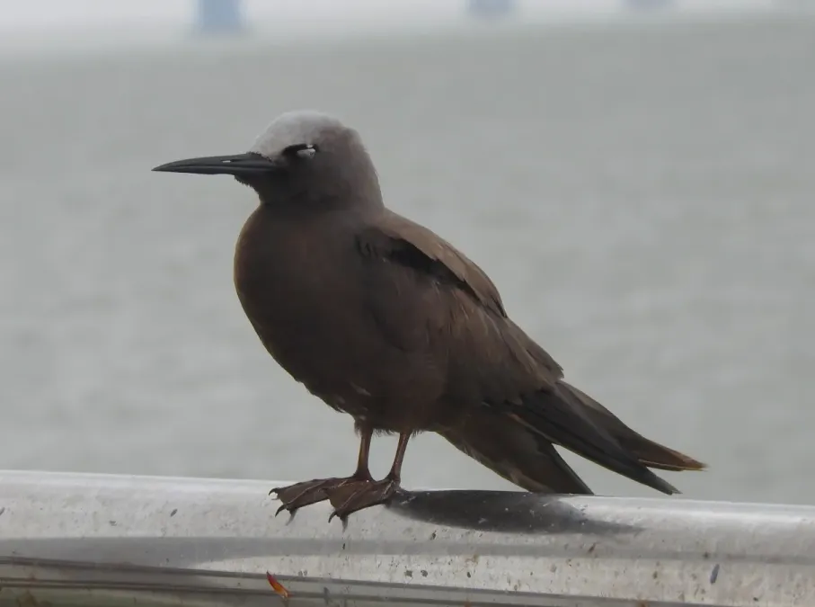 File:Lesser Noddy Anous tenuirostris 13.jpg