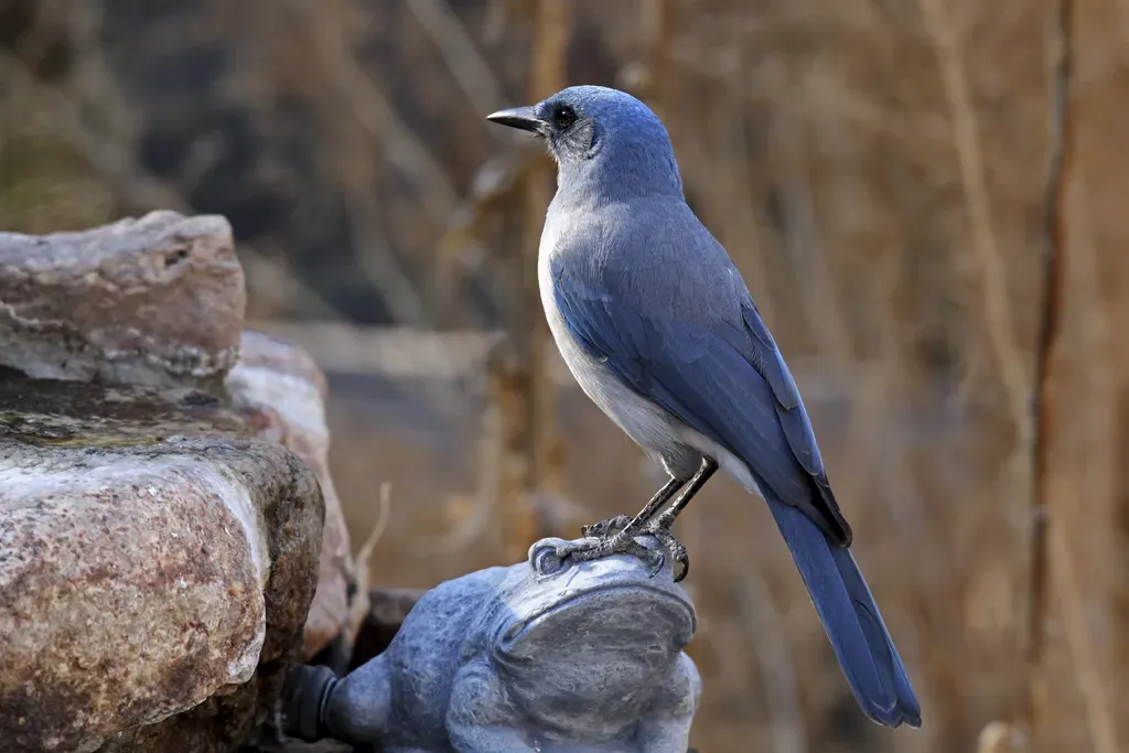 File:Mexican Jay Aphelocoma wollweberi 2.jpg