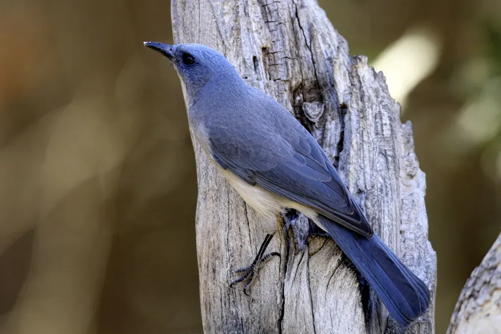 File:Mexican Jay Aphelocoma wollweberi 1.jpg