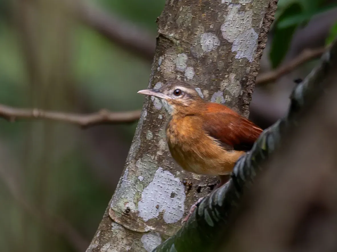 File:Furnarius torridus Pale-billed Hornero; Benjamin Constant, Amazonas, Brazil.jpg