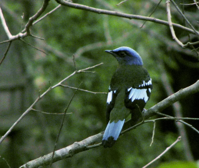 File:Cochoa viridis 2.jpg