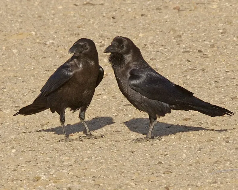 File:Brown-necked Raven (Corvus ruficollis).jpg