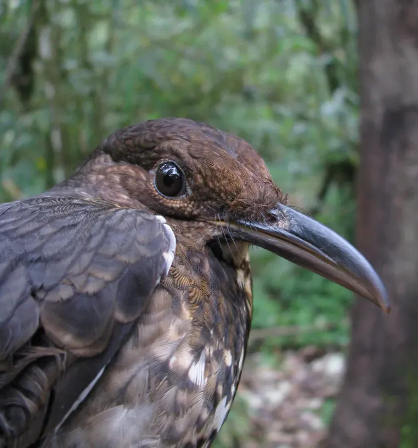 File:Zoothera monticola.jpg