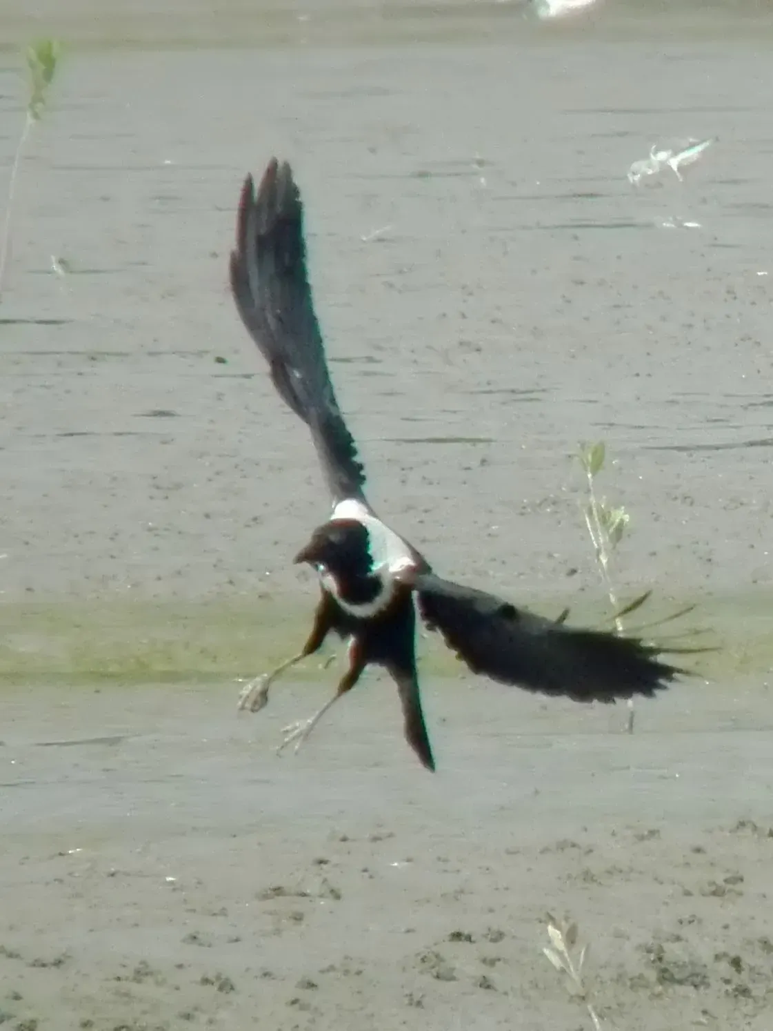 File:Flying Corvus torquatus.jpg