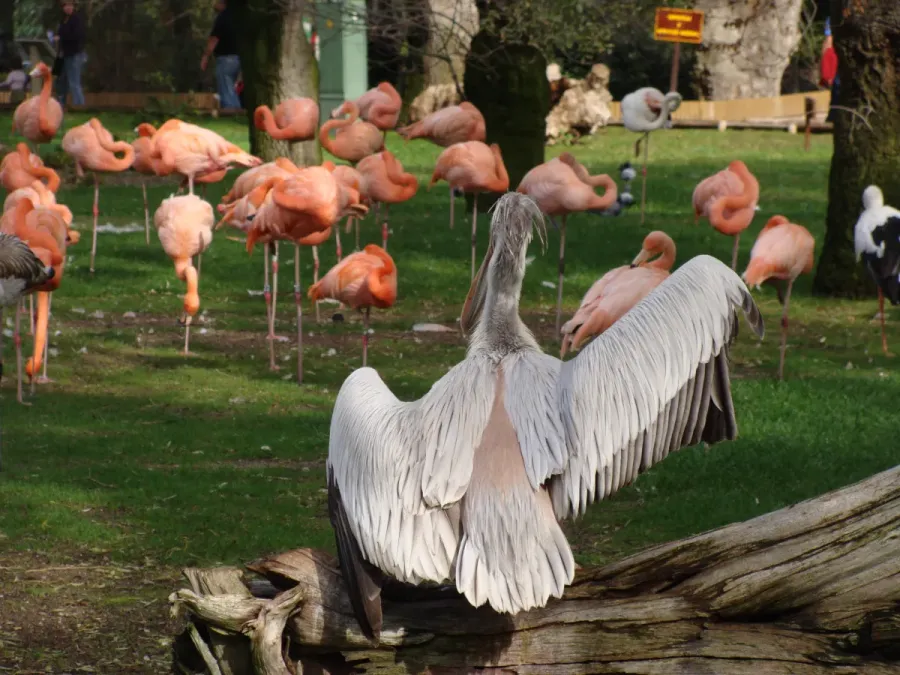 File:Pelecanus rufescens.001 - Zoo Aquarium de Madrid.JPG