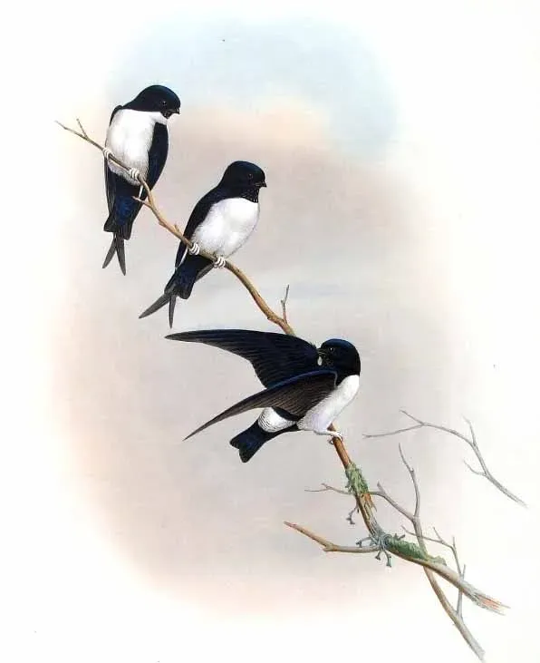 File:Delichon nipalense Gould.jpg