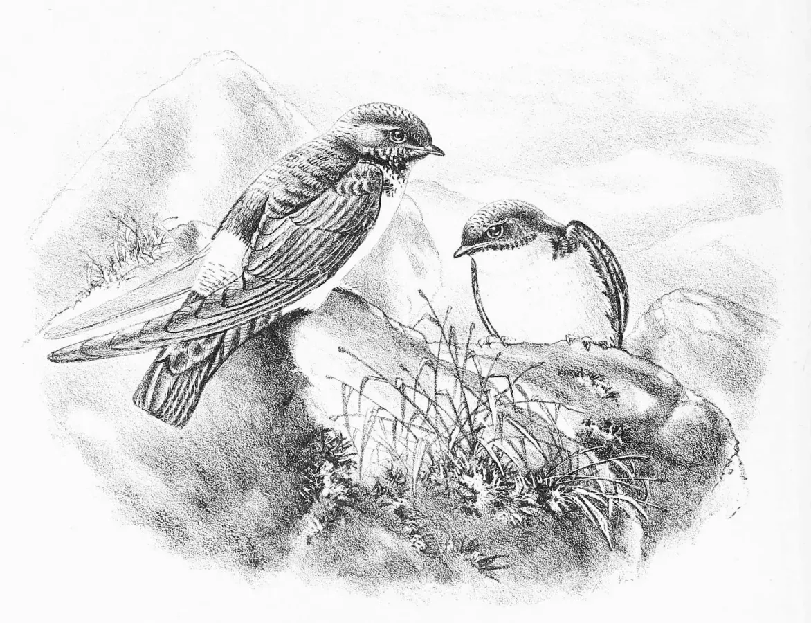 File:Delichon nipalense Sharpe.jpg