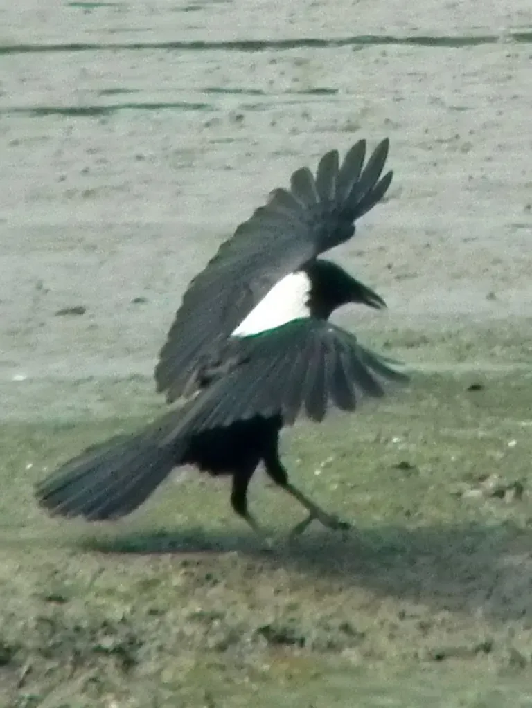 File:Landing Corvus torquatus.jpg