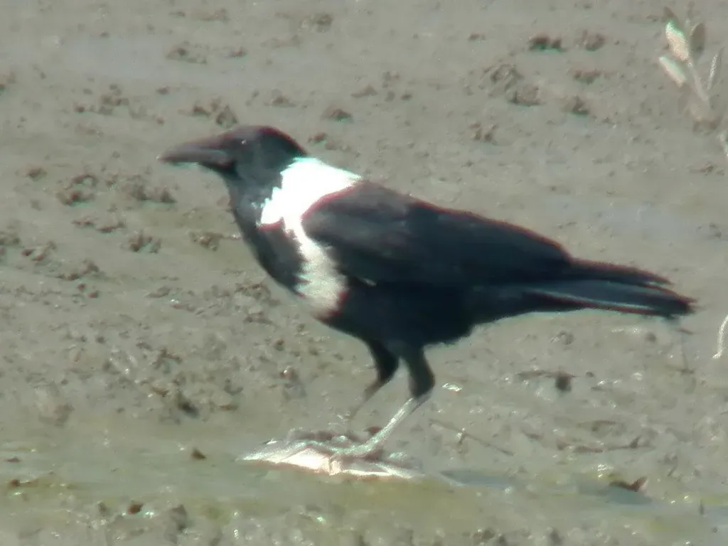 File:White Neck Corvus torquatus.jpg