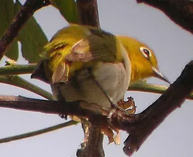 File:Zosterops meyeni 2.jpg