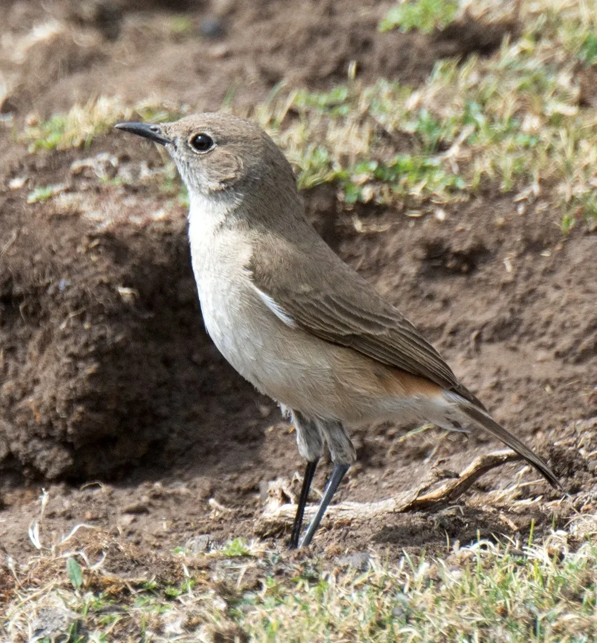 File:Emarginata sinuata 64725841, crop.jpg
