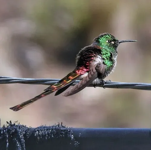 File:Sappho sparganurus Red-tailed Comet; Santa Victoria, Salta, Argentina.jpg