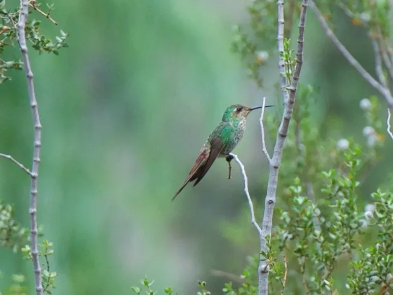 File:Sappho sparganurus Red-tailed Comet (Female); Luján de Cuyo, Mendoza, Argentina.jpg