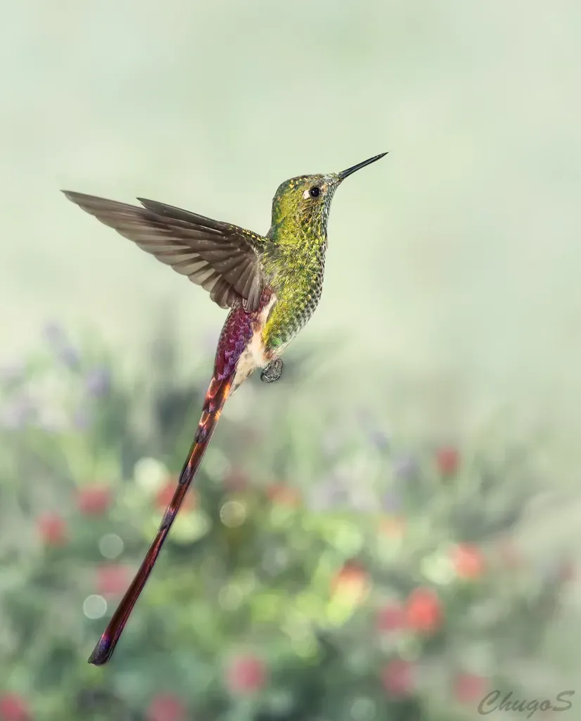 File:Sappho sparganurus Red-tailed Comet (male); Jesús María, Córdoba, Argentina.jpg