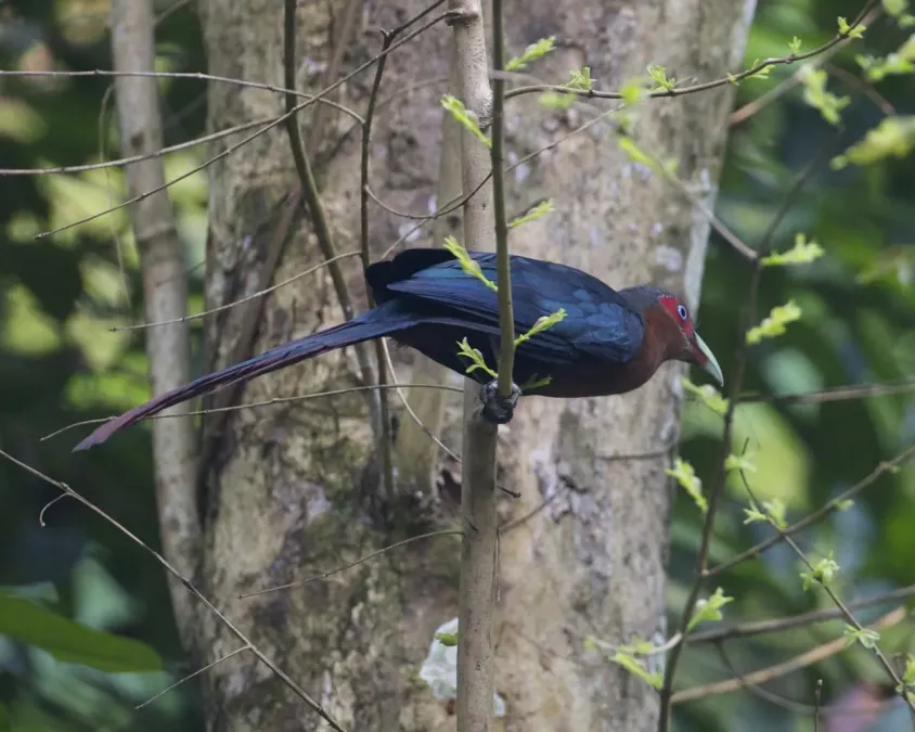 File:Phaenicophaeus curvirostris 2.jpg