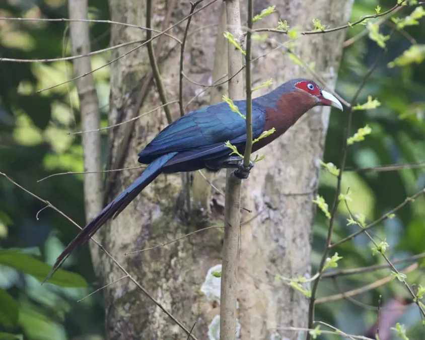 File:Phaenicophaeus curvirostris 1.jpg