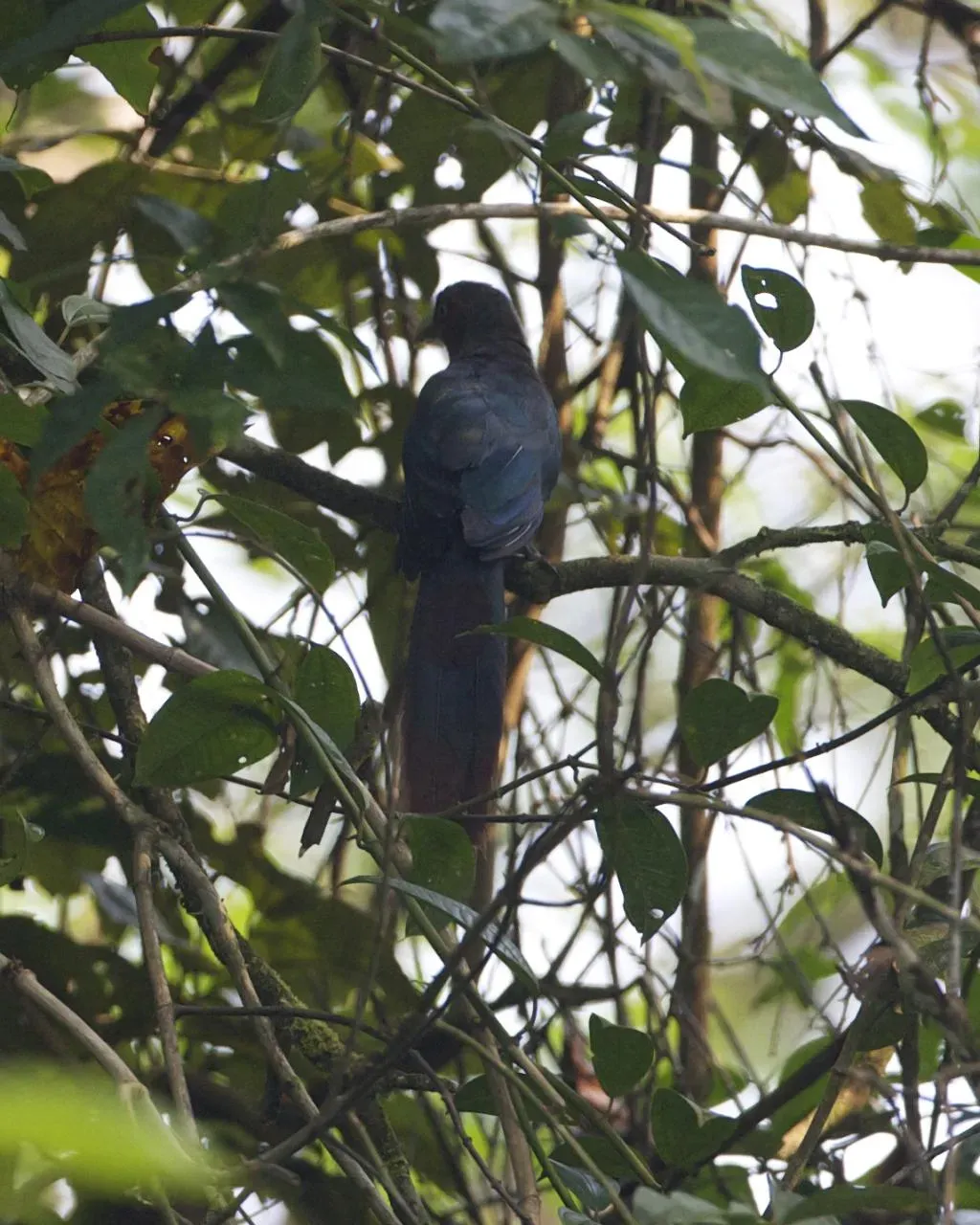 File:Phaenicophaeus curvirostris 3.jpg