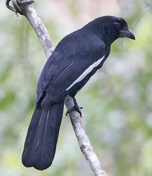 File:Platysmurus leucopterus 1.jpg