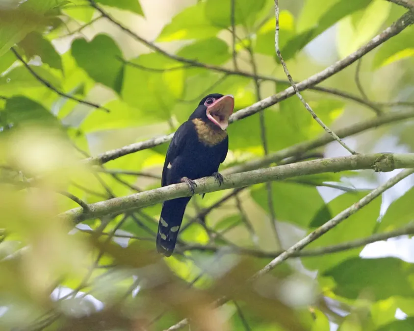 File:Corydon sumatranus 3.jpg