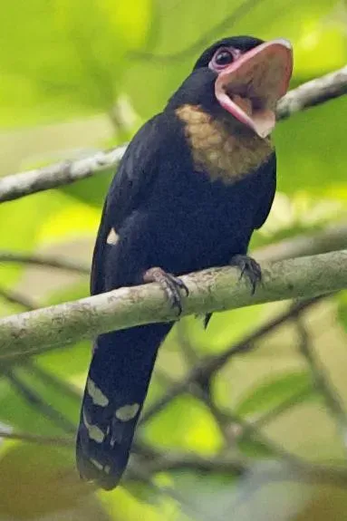 File:Corydon sumatranus 1.jpg