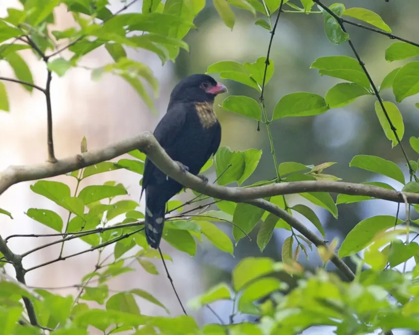 File:Corydon sumatranus 4.jpg