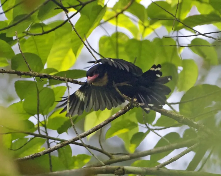 File:Corydon sumatranus 2 (1).jpg