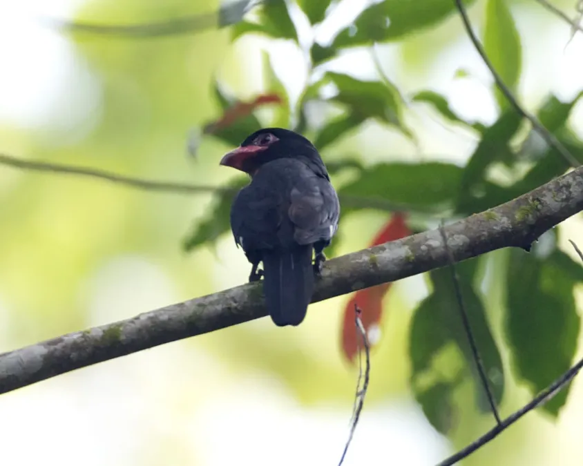 File:Corydon sumatranus 5.jpg